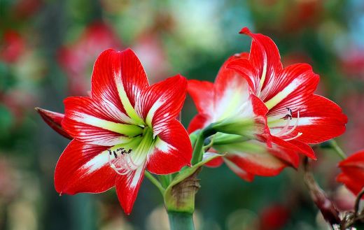 Flower 35 online