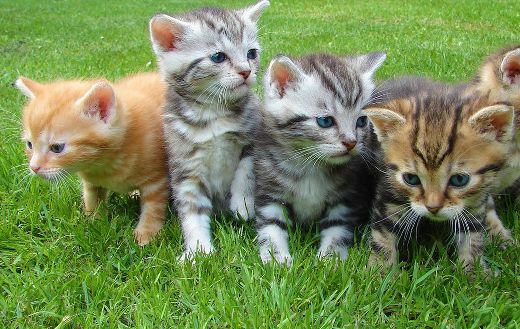 Kittens 11 online