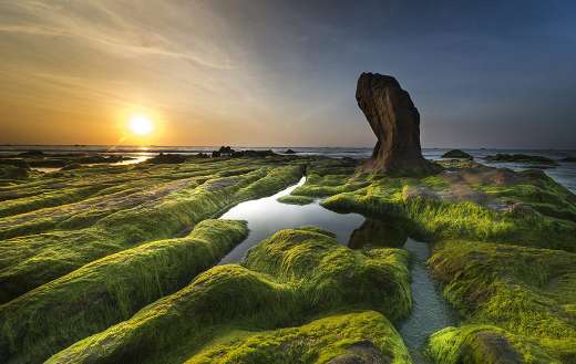 Coast algae green background