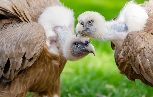 Vultures online