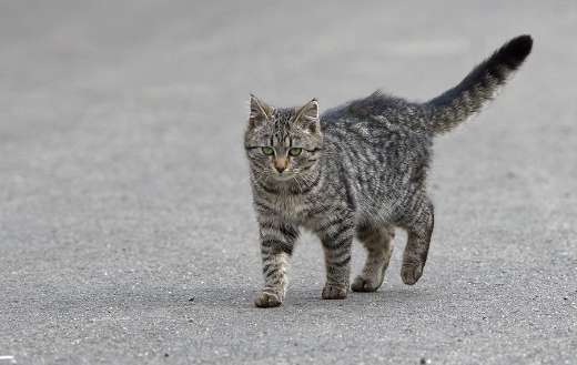 Walking outdoor cat puzzle