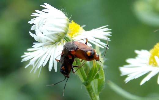Bugs pairing online