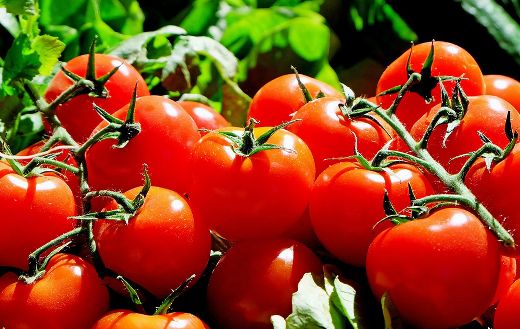 Produce fresh big tomatoes