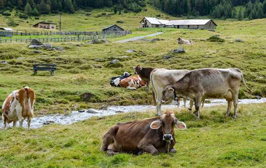 Cows mountain lawn