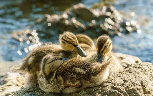 Ducklings online