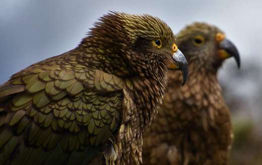 Mountain parrot online