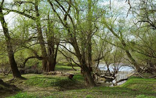 Swamp nature online