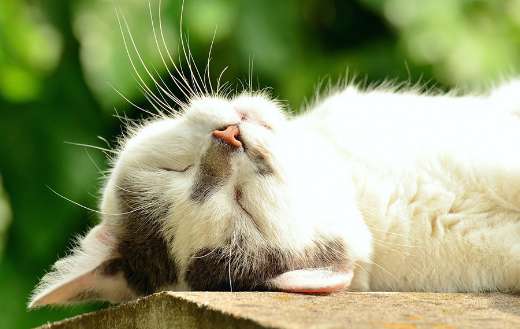 Cat face pet sleep