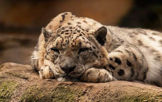 Snow leopard cat