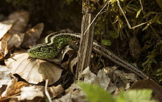 Sand lizard online