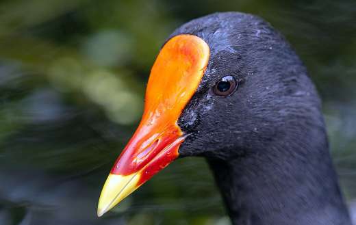 Common moorhen bird