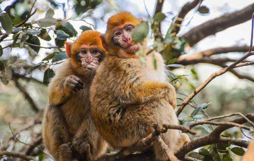 Primates monkey trees