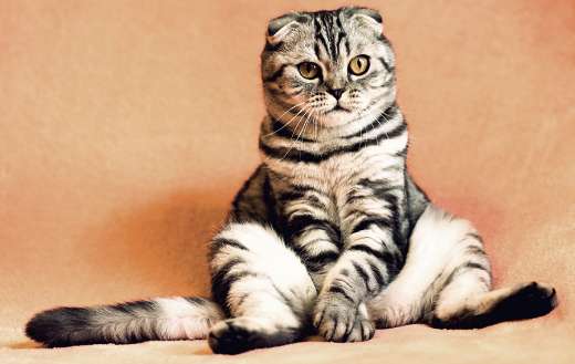 Fat cute sitting cat online