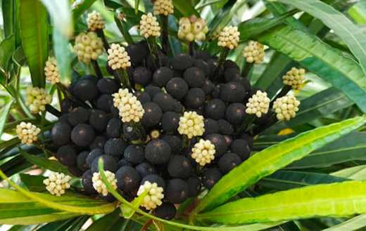 Miagos bush online