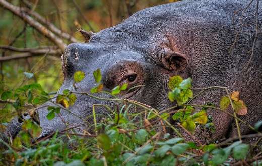 River hippopotamus