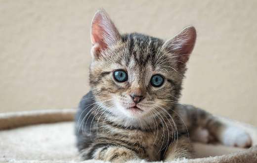 European short hair kitty cat