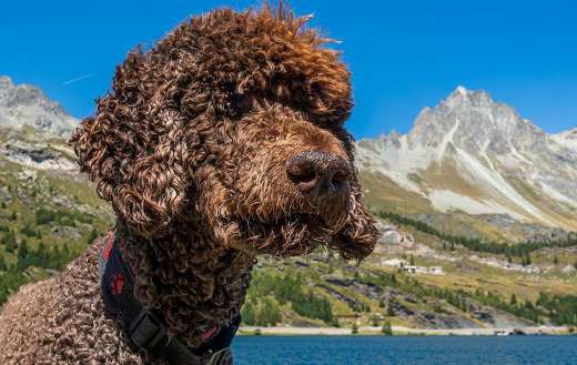 Poodle dog online