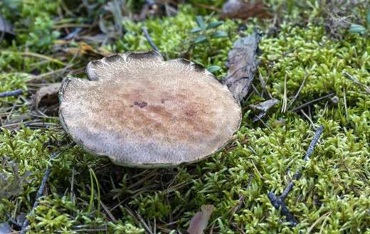 Old mushroom online