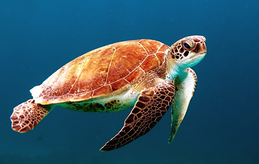 brown turtle jigsaw