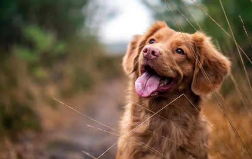 dog jigsaw puzzle