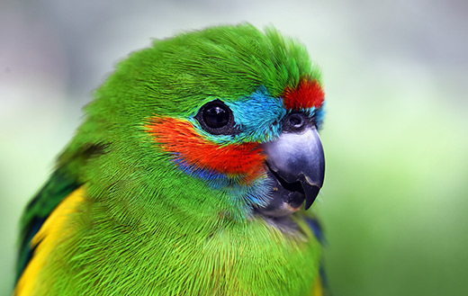 parrot jigsaw
