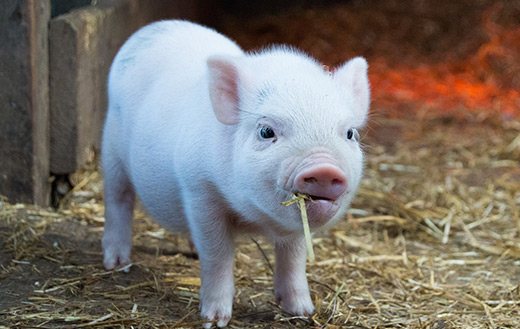 Pig Jigsaw Puzzle