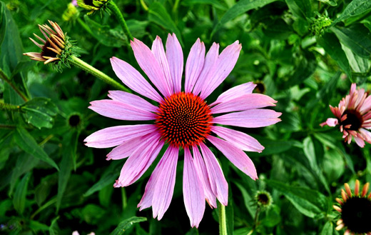 Pink flower jigsaw