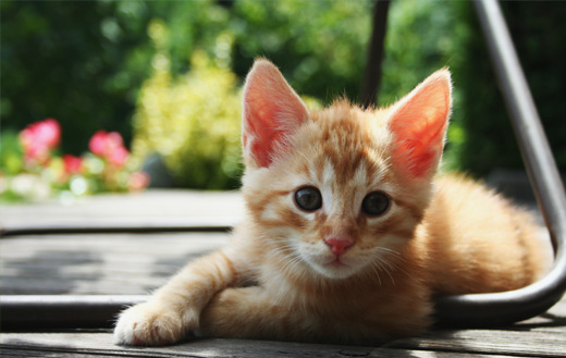 Red Kitten Puzzle