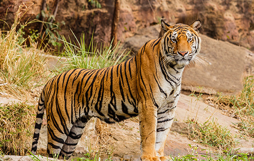 tiger jigsaw