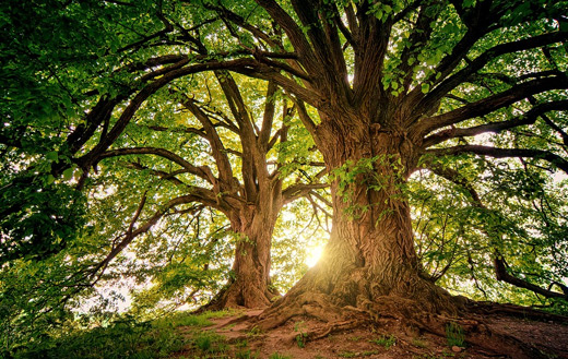tree