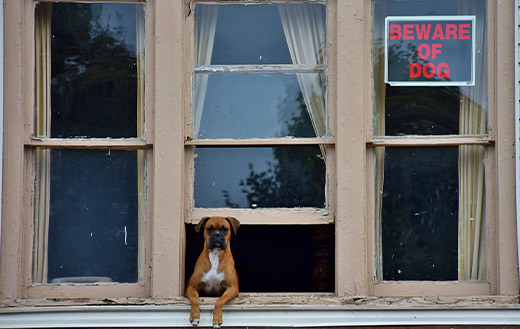 beware of dog
