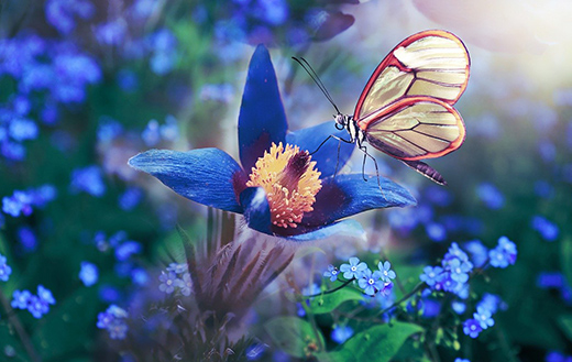 butterfly