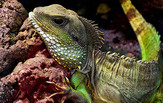 green-lizard