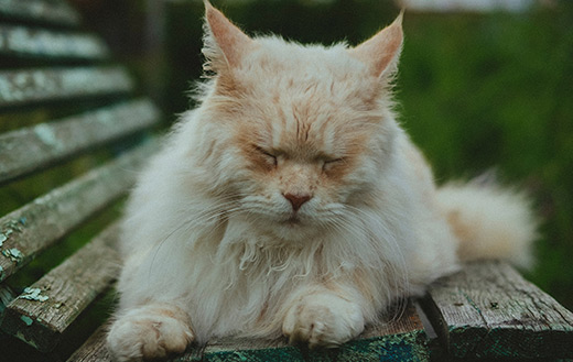 Orange cat