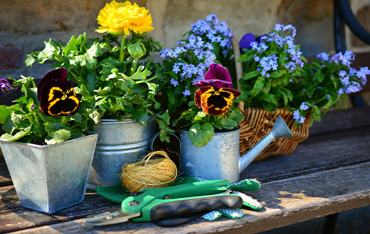 gardening-plants-and-flowers