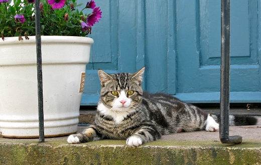gray-black-cat