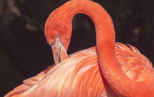 Flamingo water bird animal puzzle