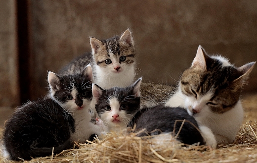 cat family puzzle