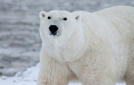 Polar bear arctic wildlife jigsaw
