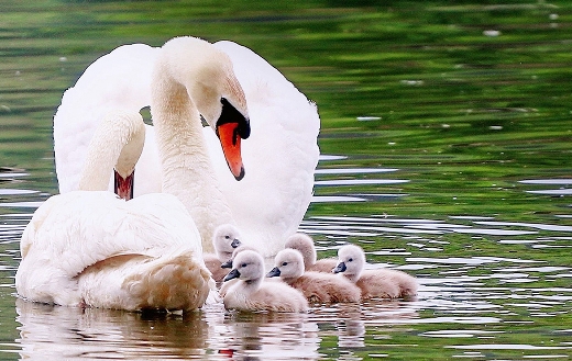 swans-family