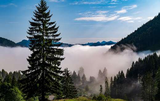 Morning mood landscape