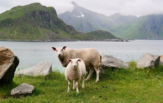 Sheep lamb water