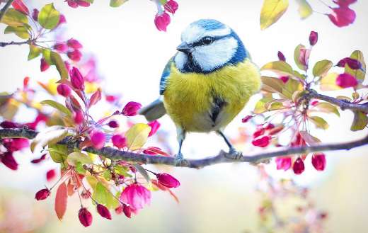 Spring bird tit tree branch puzzle