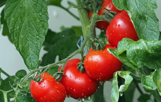 Balcony bio tomatoes rain