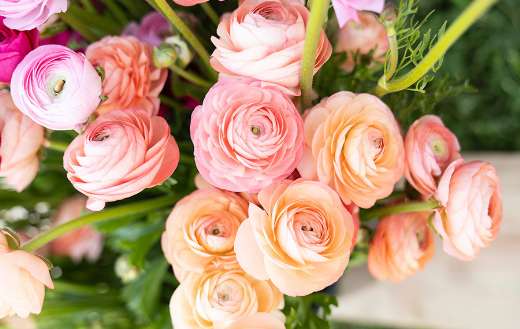 Close up pink roses
