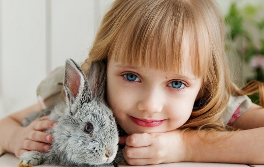 Rabbit