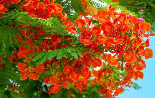 Colorful tree bloom