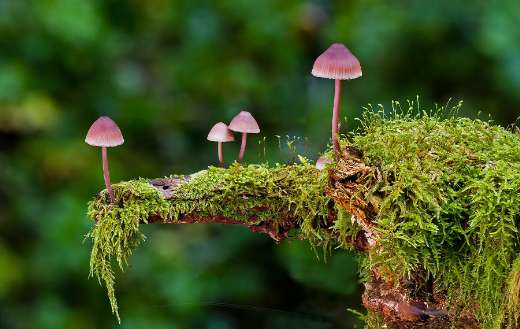Mushroom moss sponge autumn