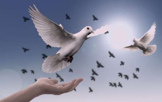 Hand trust dove