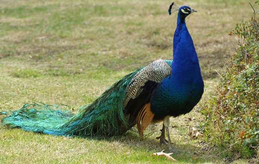 Peacock bird walking fantail